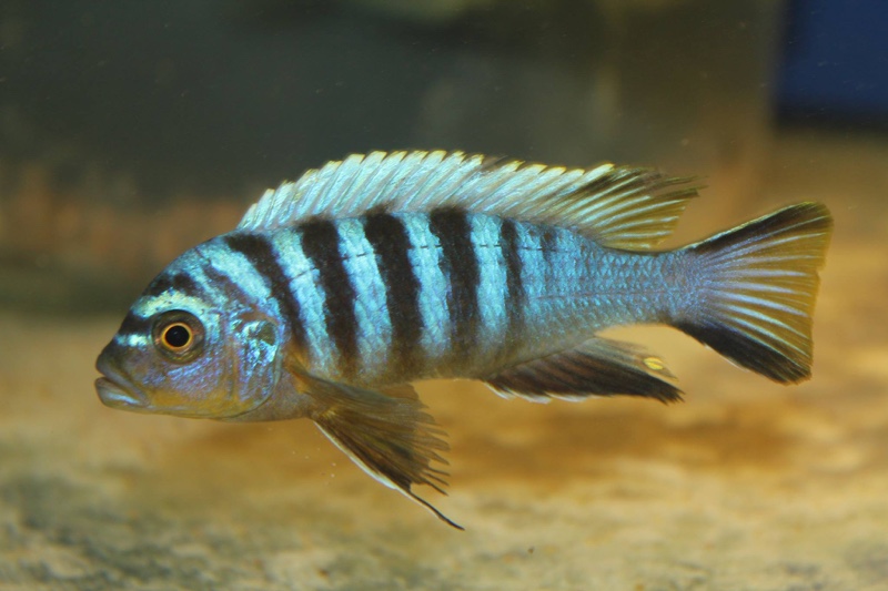 Maylandia sp. 'zebra mbowe' Mbowe Island